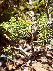 Picea morrisonicola