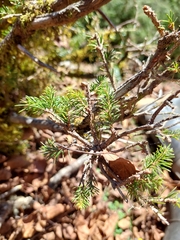 Picea morrisonicola