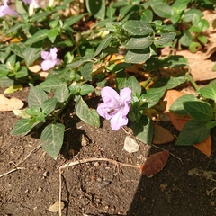 Ruellia prostrata