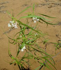 Eremophila bignoniiflora