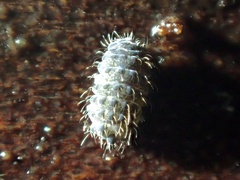 Morulodes