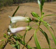 Eremophila bignoniiflora
