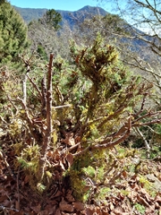 Picea morrisonicola