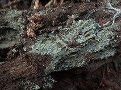 Amaurodon