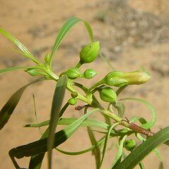 Eremophila bignoniiflora