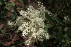 Bursaria spinosa spinosa
