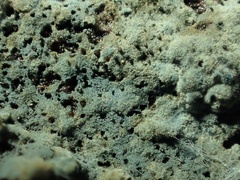 Amaurodon