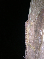 Gekko gecko