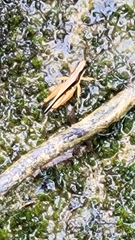 Orphulella concinnula