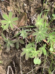 Lupinus affinis