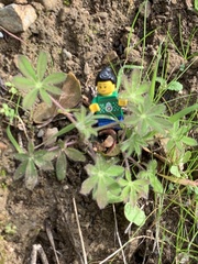 Lupinus affinis