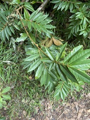 Austrosteenisia glabristyla