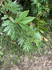 Austrosteenisia glabristyla