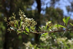 Bursaria spinosa spinosa