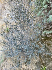 Cercocarpus betuloides