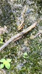 Orphulella concinnula