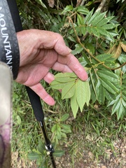 Austrosteenisia glabristyla