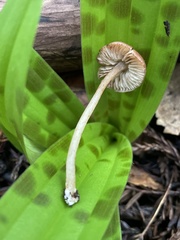 Entoloma cystomarginatum