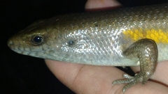 Eutropis multifasciata