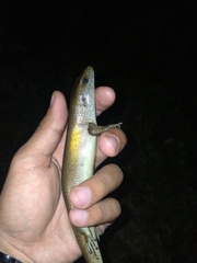 Eutropis multifasciata