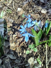 Scilla siberica