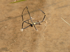 Nephila pilipes