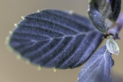 Cercocarpus betuloides