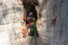 Trichoglossus moluccanus moluccanus