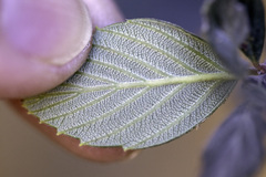 Cercocarpus betuloides