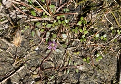 Glossostigma elatinoides