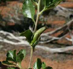 Eremophila serrulata