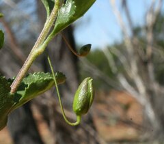 Eremophila serrulata