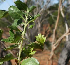 Eremophila serrulata