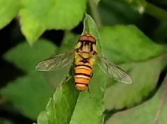 Episyrphus balteatus