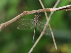 Micromidia atrifrons