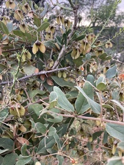 Sphedamnocarpus pruriens