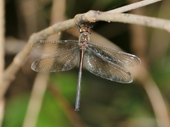 Micromidia atrifrons