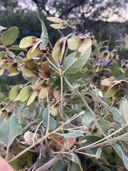 Sphedamnocarpus pruriens