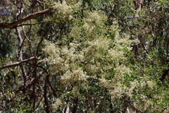 Bursaria spinosa spinosa