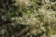 Bursaria spinosa spinosa