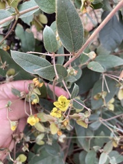 Sphedamnocarpus pruriens