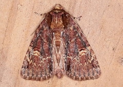 Phosphila turbulenta