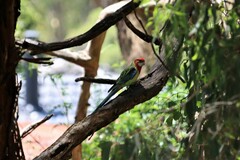 Platycercus eximius eximius