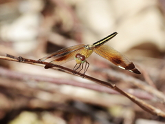Neurothemis stigmatizans