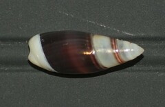 Olivella zanoeta