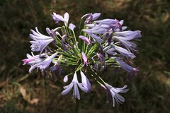 Agapanthus campanulatus