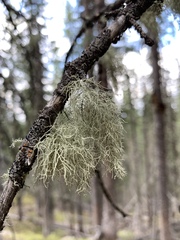 Usnea perplexans