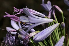 Agapanthus campanulatus