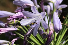 Agapanthus campanulatus