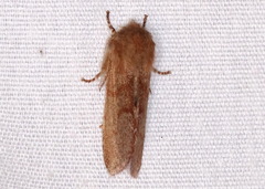 Psaphida styracis